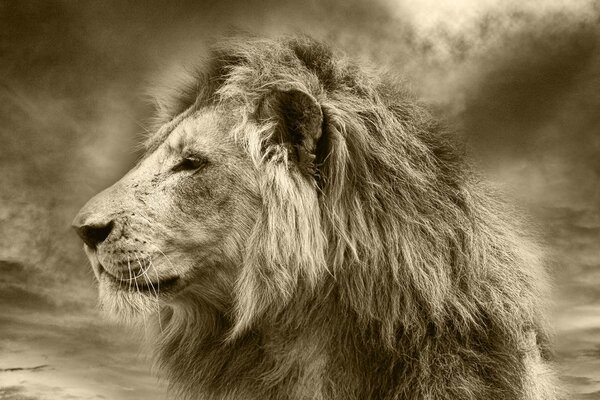 Tapet leul african în design sepia