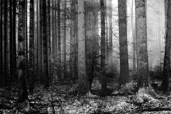 Fototapet secretul pădurii în alb-negru