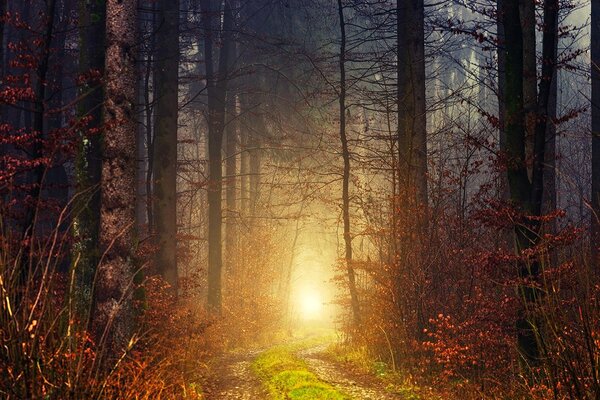Fototapet lumina in pădure