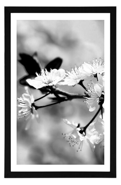 Poster cu passepartout floare de cireș în design alb-negru