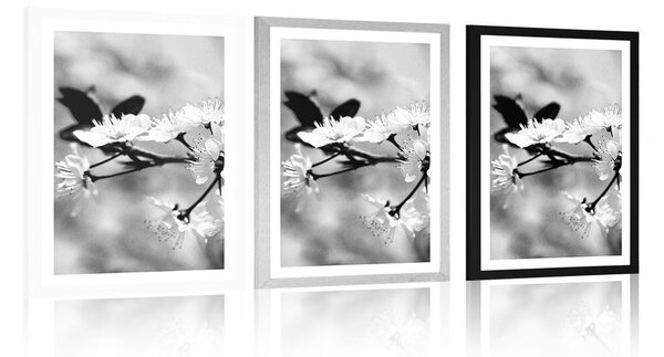Poster cu passepartout floare de cireș în design alb-negru