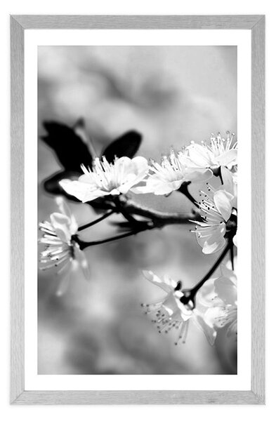 Poster cu passepartout floare de cireș în design alb-negru