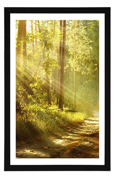 Poster cu passepartout razele de soare în pădure