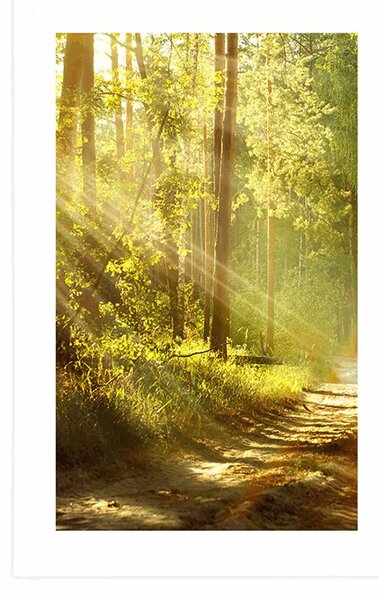 Poster cu passepartout razele de soare în pădure