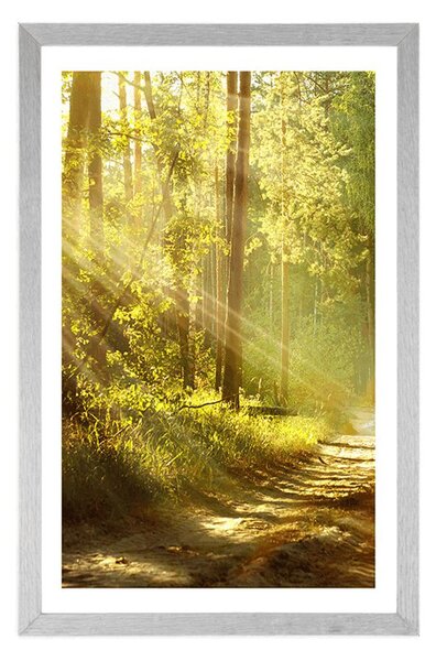Poster cu passepartout razele de soare în pădure