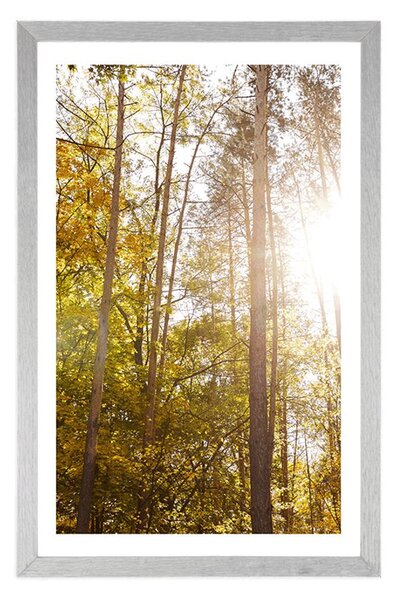 Poster cu passepartout pădure în culori de toamnă