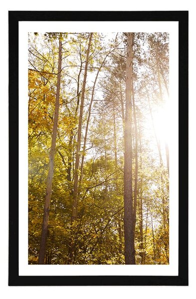 Poster cu passepartout pădure în culori de toamnă