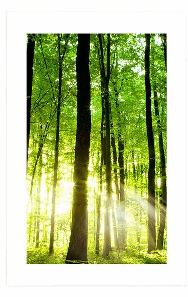 Poster cu passepartout pădure proaspăt verde
