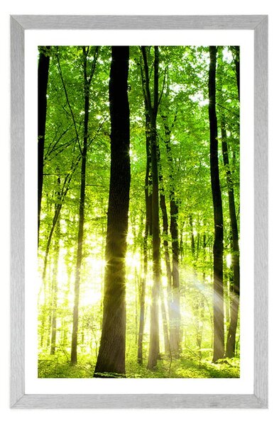 Poster cu passepartout pădure proaspăt verde