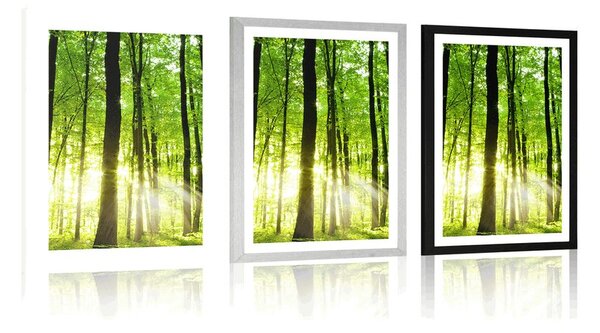 Poster cu passepartout pădure proaspăt verde