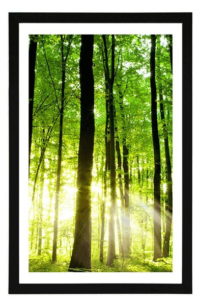 Poster cu passepartout pădure proaspăt verde