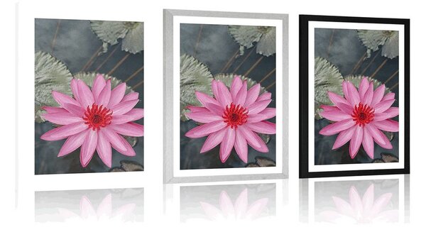 Poster cu passepartout floare de lotus fermecătoare