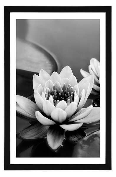 Poster cu passepartout floare de lotus în lac în design alb-negru