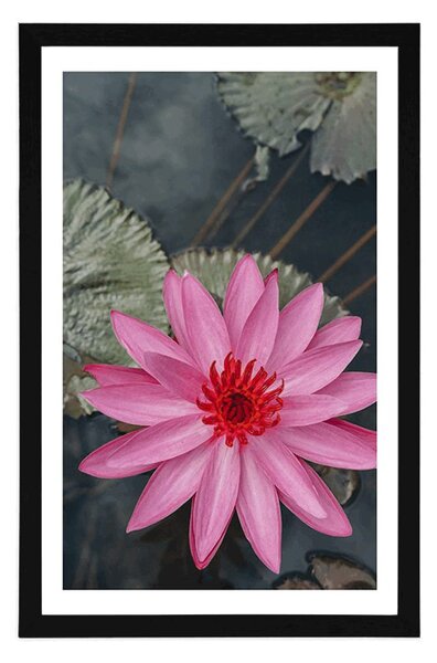 Poster cu passepartout floare de lotus fermecătoare