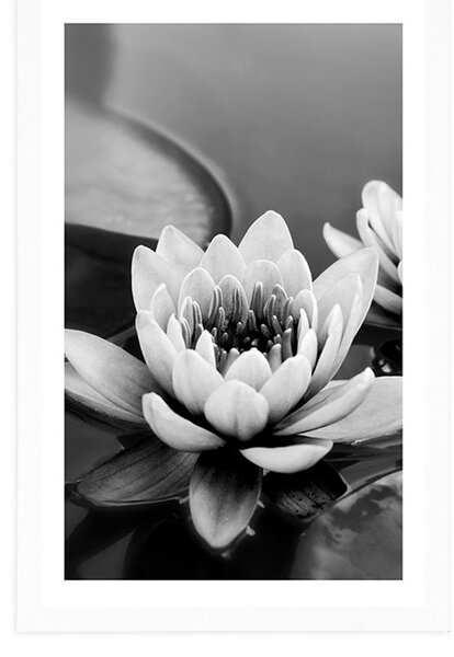 Poster cu passepartout floare de lotus în lac în design alb-negru