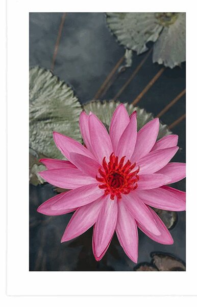 Poster cu passepartout floare de lotus fermecătoare