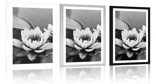 Poster cu passepartout floare de lotus în lac în design alb-negru