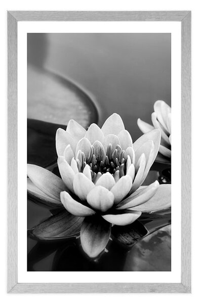 Poster cu passepartout floare de lotus în lac în design alb-negru