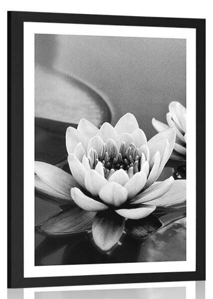 Poster cu passepartout floare de lotus în lac în design alb-negru