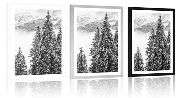 Poster cu passepartout copaci de pini înzăpeziți în design alb-negru