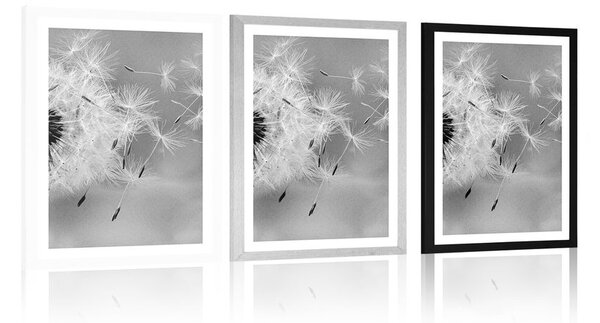 Poster cu passepartout păpădie magică în design alb-negru