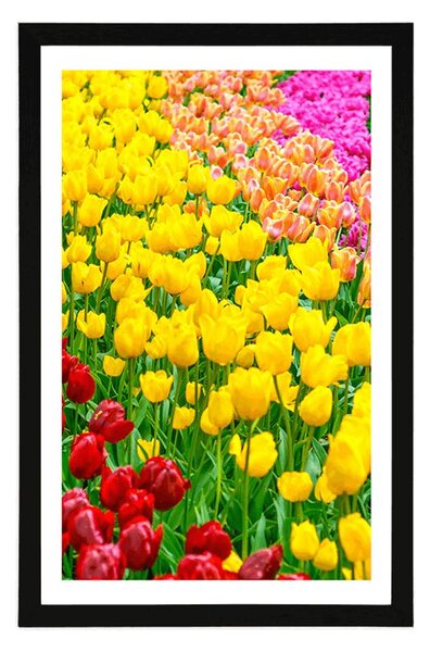 Poster cu passepartout gradina plină de lalele