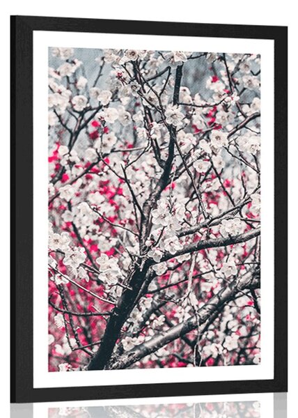 Poster cu passepartout floare de piersică