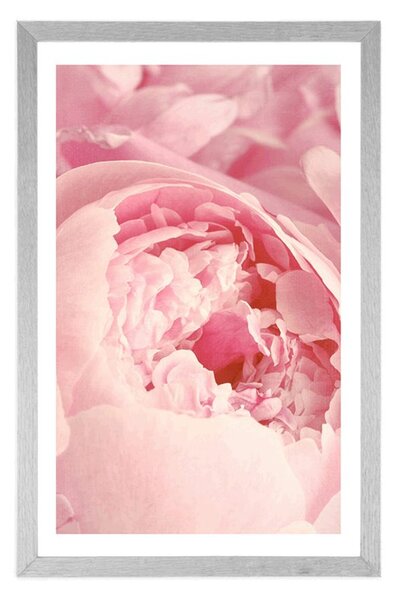 Poster cu passepartout petale de floare