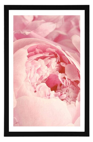 Poster cu passepartout petale de floare