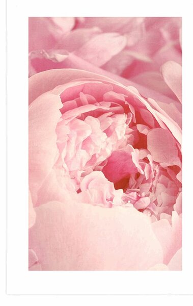 Poster cu passepartout petale de floare
