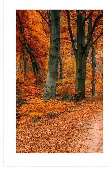 Poster cu passepartout pădure în perioada de toamnă