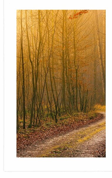 Poster cu passepartout potecă spre pădure