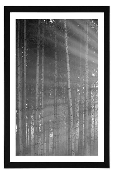 Poster cu passepartout soare în spatele copacilor în design alb-negru