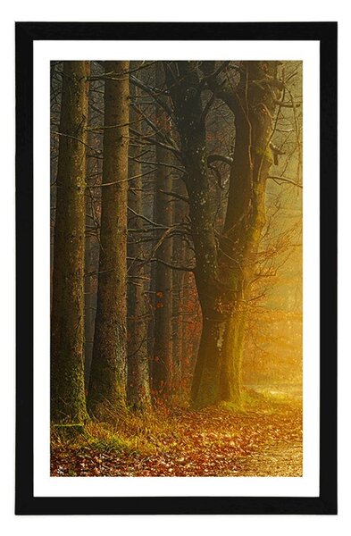Poster cu passepartout drum în pădure