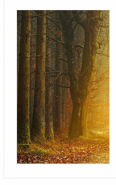 Poster cu passepartout drum în pădure