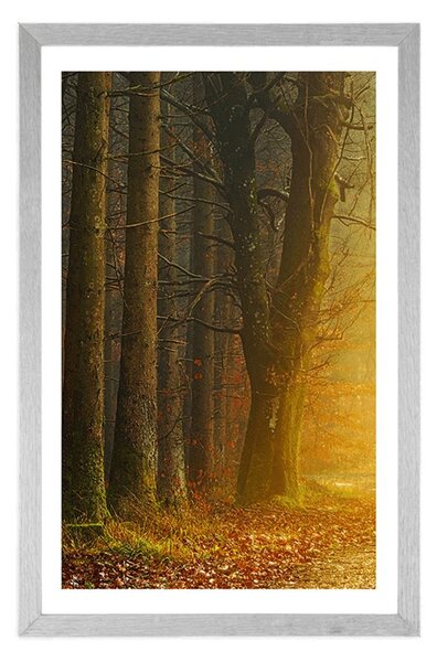 Poster cu passepartout drum în pădure