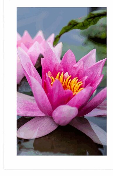 Poster cu passepartout floare de lotus roz