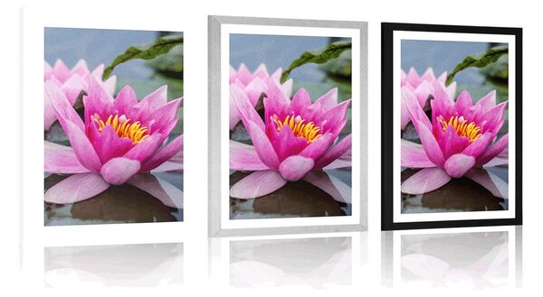 Poster cu passepartout floare de lotus roz
