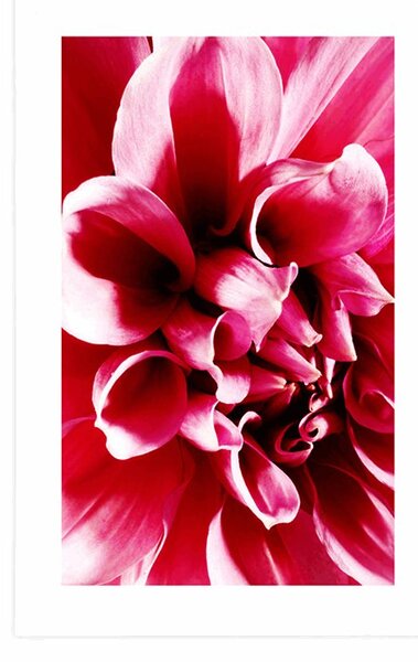 Poster cu passepartout floare roz