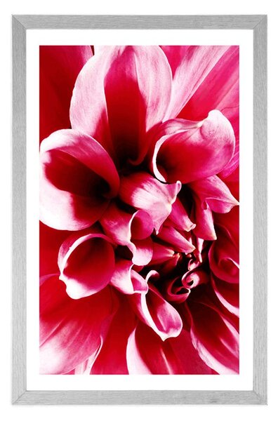 Poster cu passepartout floare roz