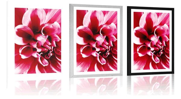 Poster cu passepartout floare roz