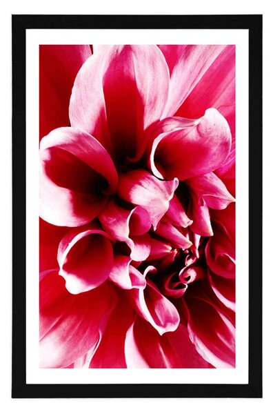 Poster cu passepartout floare roz