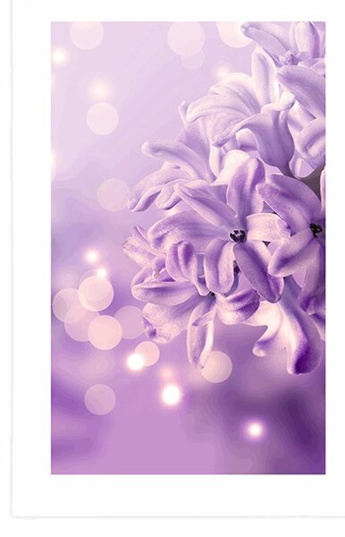 Poster cu passepartout floare de liliac violetă