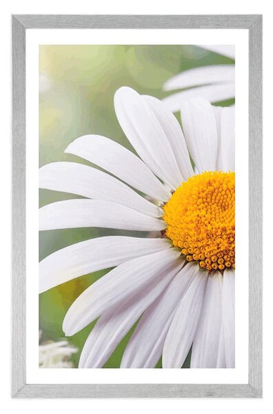 Poster cu passepartout flori de margaretă