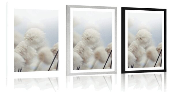 Poster cu passepartout flori de bumbac arctice