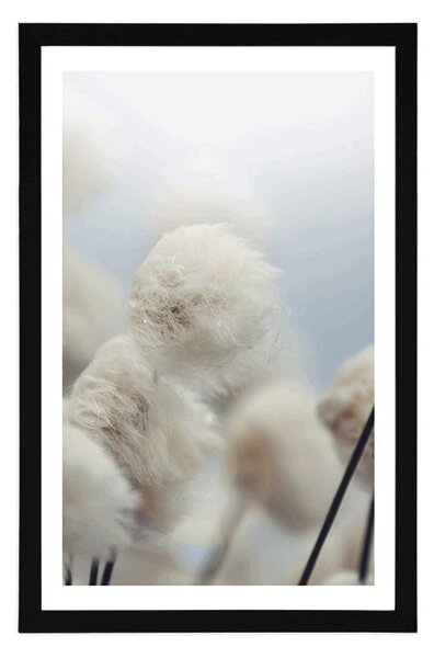 Poster cu passepartout flori de bumbac arctice