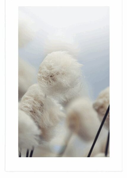 Poster cu passepartout flori de bumbac arctice