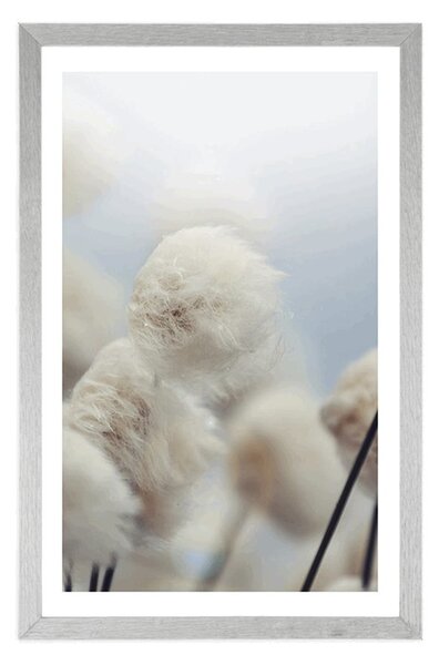 Poster cu passepartout flori de bumbac arctice