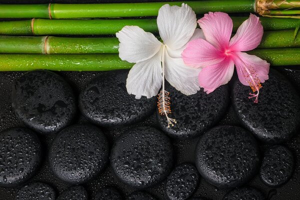 Fototapet natura moartă wellness