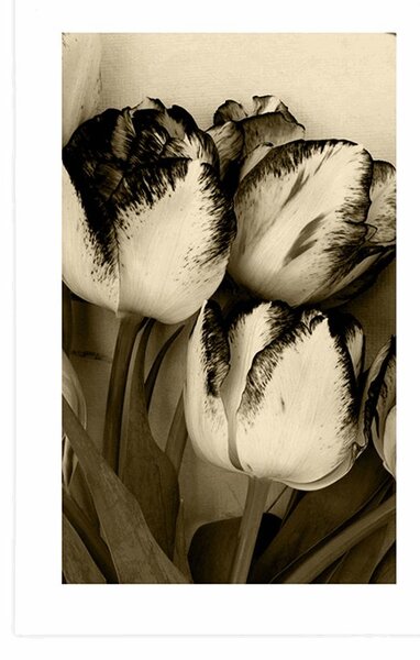 Poster cu passepartout lalele de primăvară în design sepia